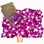 Sunne Tropical OrchidClub USA Loose Bloom Fresh Orchid Flower Head DIY Lei