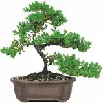 Brussel's Green Mound Juniper Bonsai - Medium - (Outdoor) - Not Sold in California