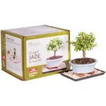 Brussel's Dwarf Jade Bonsai Kit (Indoor)