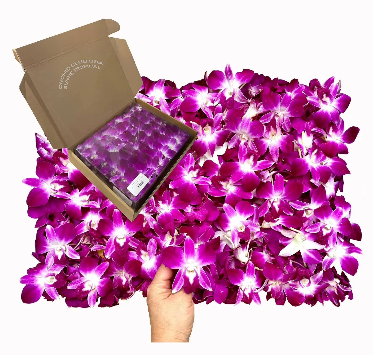 Miami Fresh Orchid Flower OrchidClub USA Sunne Tropical Loose Bloom Head DIY Lei ...