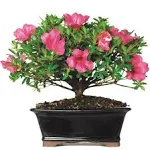 Flowering Satsuki Azalea (Outdoor)