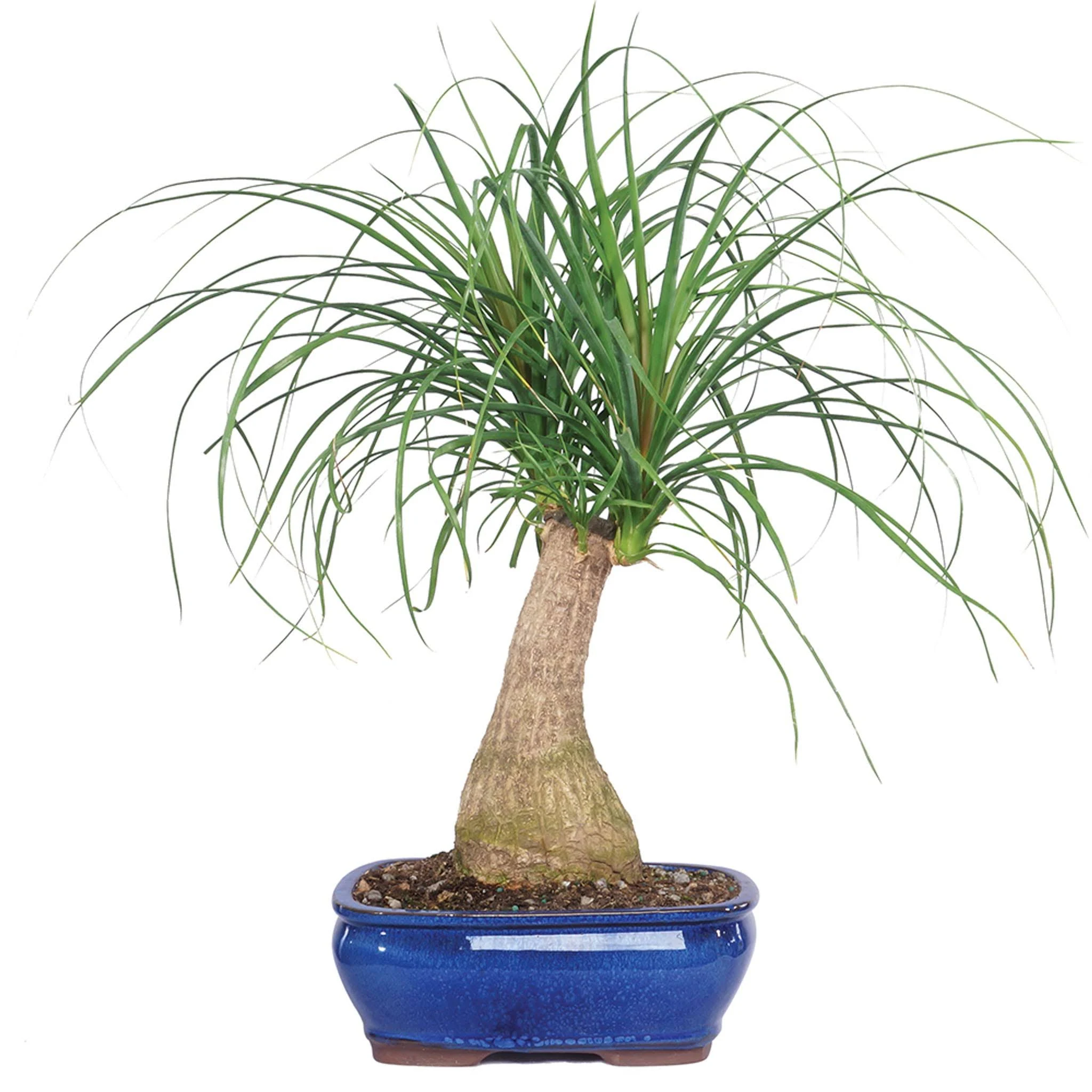 Ponytail Palm (Indoor)