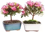 Brussel's Live Satsuki Azalea Outdoor Bonsai Tree (2 Pack) - 5 Years Old; 6" to 8" Tall with Decorative Container