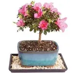 Brussel's Live Satsuki Azalea Outdoor Bonsai Tree - 4 Years Old; 6" to 8" Tall with Decorative Container, Humidity Tray & Deco Rock