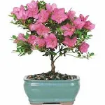 Brussel's Live Satsuki Azalea Outdoor Bonsai Tree - 5 Years Old; 6" to 8" Tall with Decorative Container