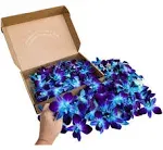 Florida Fresh Orchid Flower OrchidClub USA Loose Bloom Head DIY Lei, Food & Drink Decoration