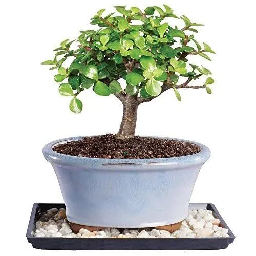 Brussel's Bonsai DTDJKIT Indoor Bonsai Tree, Dwarf Jade, SMALL, GREEN