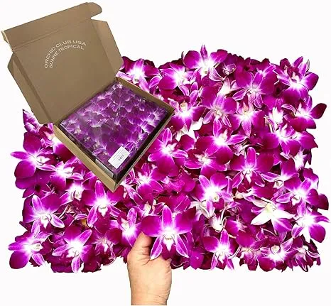 Miami Fresh Orchid Flower OrchidClub USA Sunne Tropical Loose Bloom Head DIY Lei ...