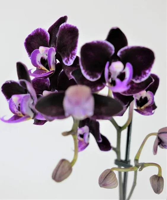 Athena's Garden Live Orchid Plant, Purple, Double Spike Phalaenopsis Blooming in Glass Container, Long Lasting, Easy Care, Model: Orchid PA-OPP3P