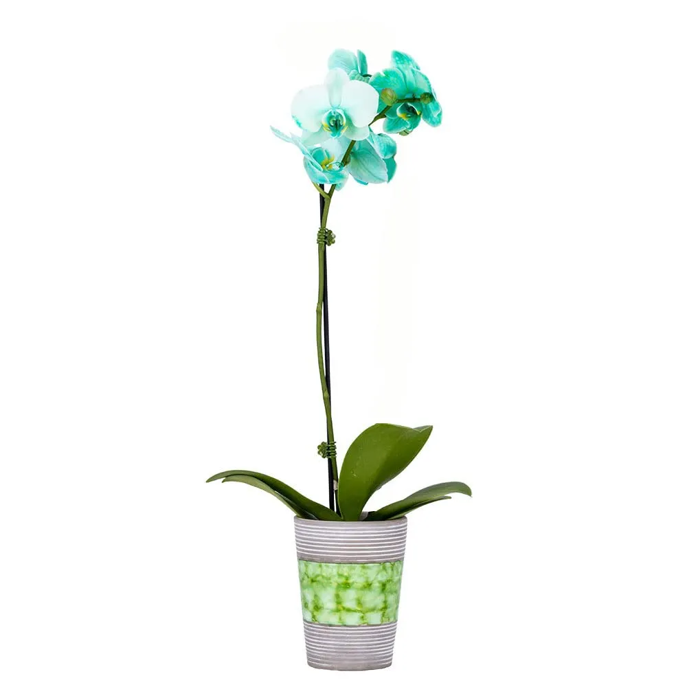 DecoBlooms Living Green Orchid Plant - 3 inch Blooms - Fresh Flowering Home Décor