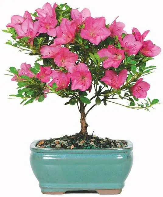 Brussel's Live Satsuki Azalea Outdoor Bonsai Tree - Complete Gift Set - 5 Years Old; 6" to 8" Tall with Decorative Container, Humidity Tray, Deco