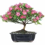 Brussel's Bonsai Live Satsuki Azalea Flowering Bonsai Tree - Large, 8 Years Old, 10 to 14 in - Ceramic Bonsai Pot