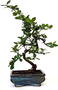 9greenbox - Fukien Tea Bonsai with 6 Ceramic Pot