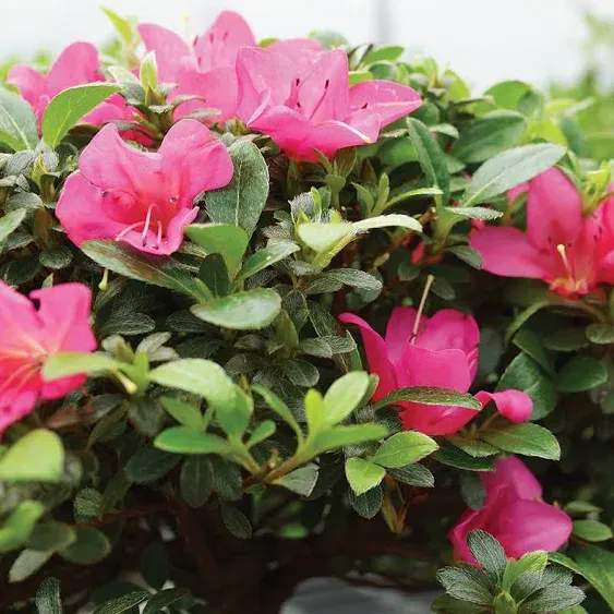 Flowers - Premium Satsuki Azalea Bonsai - Regular