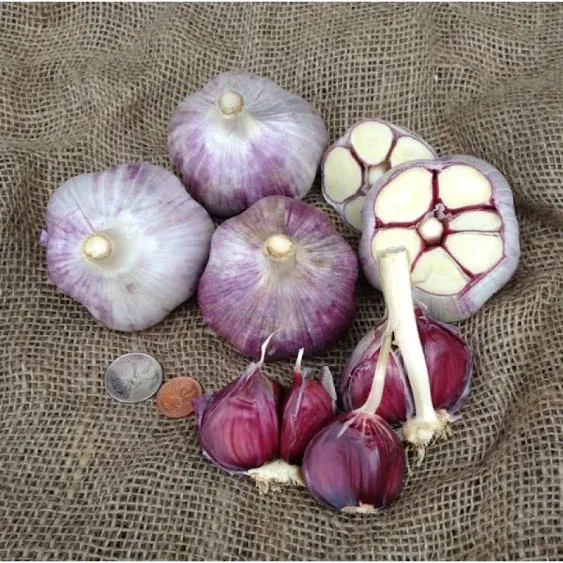 Russian Red Garlic, (3 Garlic Bulbs) Big Bulbs, Slightly Purple