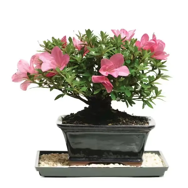 Satsuki Azalea Bonsai Tree Outdoor Plant in Ceramic Bonsai Pot Container, 5-Years Old, 5 to 8 in.