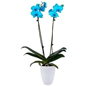 DecoBlooms Living Aqua Orchid Plant - 5 inch Blooms - Fresh Flowering Home Décor