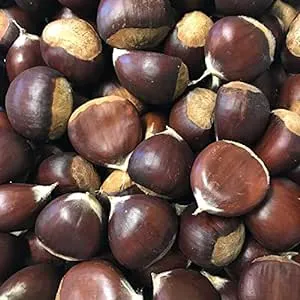 Generic Chestnuts fresh in the shell