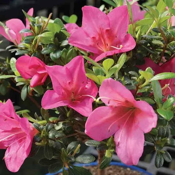 Brussel's Live Satsuki Azalea Outdoor Bonsai Tree - 4 Years Old; 6" to 8" Tall with Decorative Container, Humidity Tray & Deco Rock