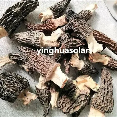 Dried Morel Mushrooms, Wild Morchellas