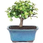 Brussel's Bonsai Live Dwarf Jade Bonsai Tree, Indoor - Small, 3 Years Old, 5 to 8 Inches Tall - Jade Tree in Decorative Ceramic Bonsai Pot