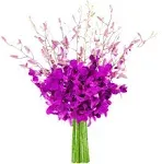 KaBloom PRIME NEXT DAY DELIVERY - Fall Collection - The Ultimate Purple Orchid Bouquet of 20 Exotic Purple Dendrobium Orchids from Thailand .Gift for Birthday, Valentine, Mother’s Day Fresh Flowers