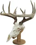 Country Solid Wood Skull Display &amp; Mount Kit for Wall or Table Display in Oak...