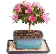 Brussel's Bonsai Brussel's Live Satsuki Azalea Outdoor Bonsai Tree