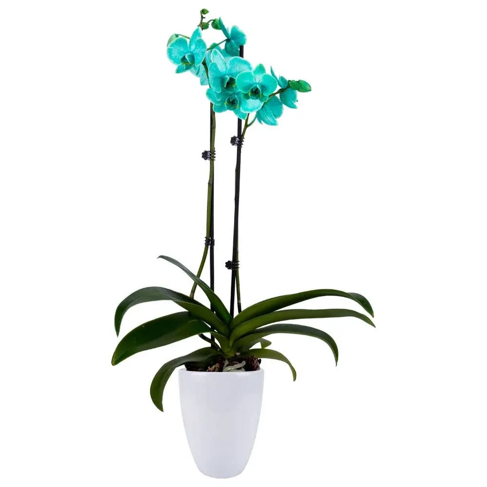 Decoblooms Living Green Orchid Plant - 5" Blooms - Fresh Flowering Home Décor