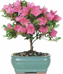 Brussel's Satsuki Azalea Bonsai