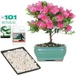 Brussel's Live Satsuki Azalea Outdoor Bonsai Tree - Complete Gift Set - 5 Years Old; 6" to 8" Tall with Decorative Container, Humidity Tray, Deco