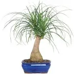 Ponytail Palm