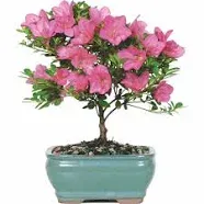 Brussel's Satsuki Azalea Bonsai