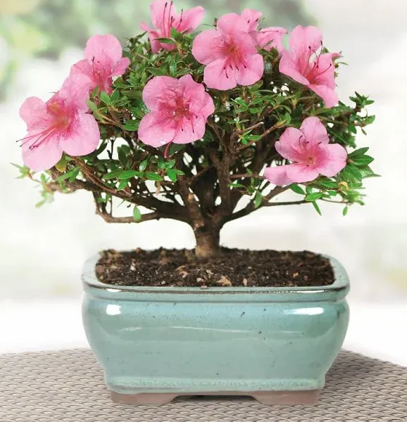 Brussel's Satsuki Azalea Bonsai