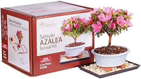 Brussel's Bonsai Satsuki Azalea Outdoor Bonsai Live Tree