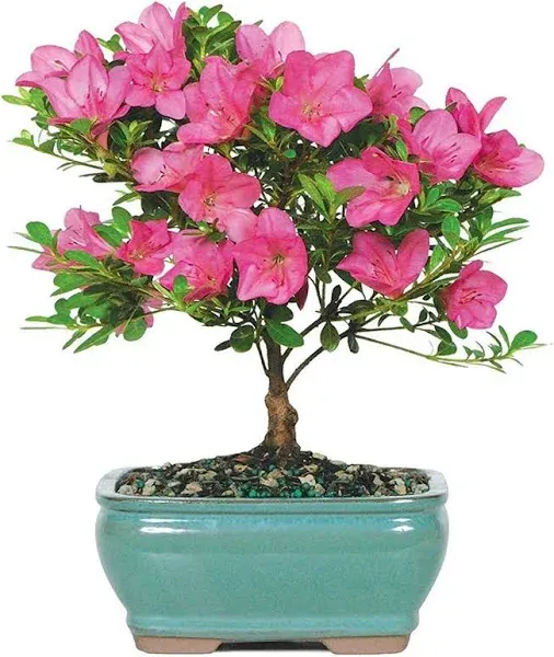 Brussel's Satsuki Azalea Outdoor Bonsai Tree