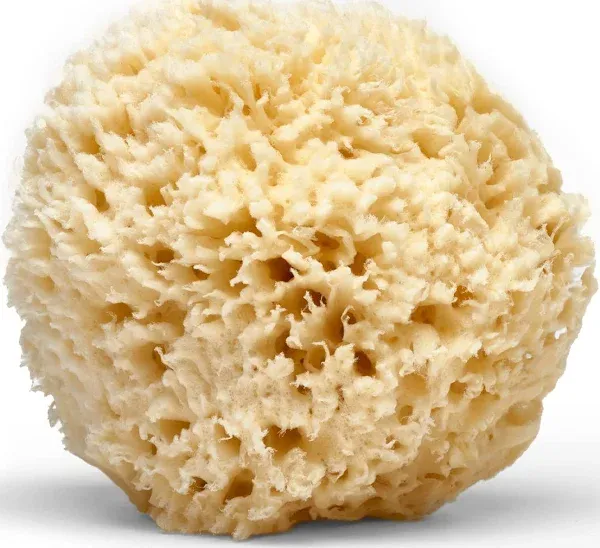 Old Whaling Co. Sea Wool Natural Sponge