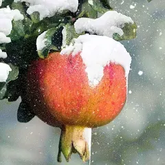 Red Pomegranate Tree The "Easiest to Grow" Pomegranate