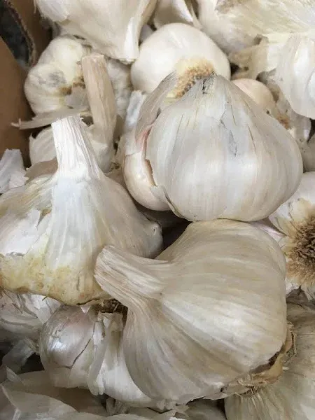 California White Softneck Garlic