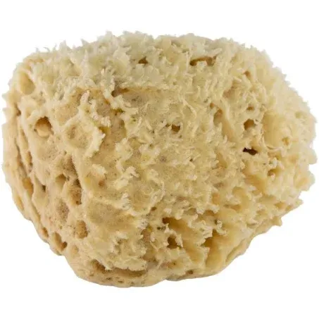 Premium Natural Wool Sea Sponge (Bath Sponge) — Nourish + Soul