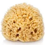 Large Natural Sea Sponge