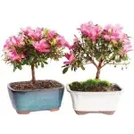 Brussel's Live Satsuki Azalea Outdoor Bonsai Tree (2 Pack) - 5 Years Old; 6" to 8" Tall with Decorative Container