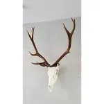 Top Rack European Skull Mount Hangers (ELK: Raging Bull)