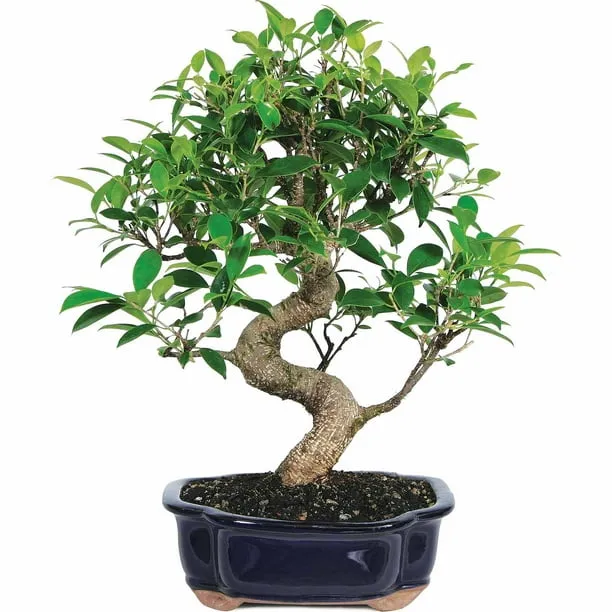 Brussel's Bonsai Ficus Bonsai Live Tree