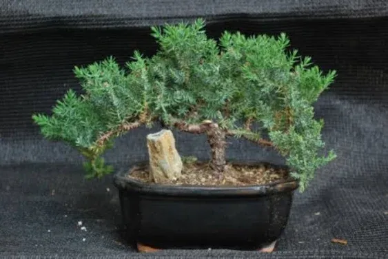 Juniper Tree Bonsai with Ceramic Pot