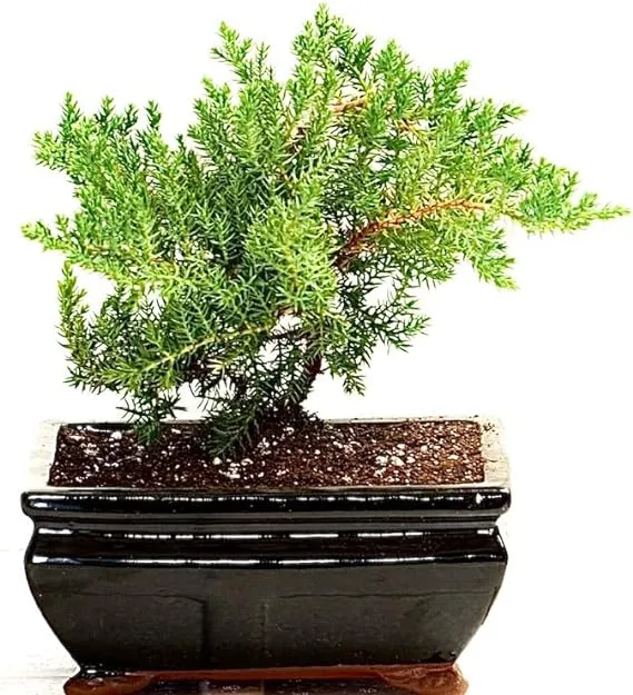 6" Juniper Bonsai Tree Live Indoor Outdoor Houseplant Real Ceramic Pot