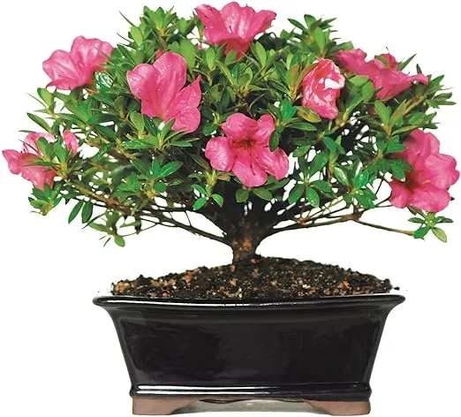 Brussel's Bonsai Live Satsuki Azalea Outdoor Bonsai Tree-5 Years Old 6" to 8" Tall with Decorative Container, Small, Blank