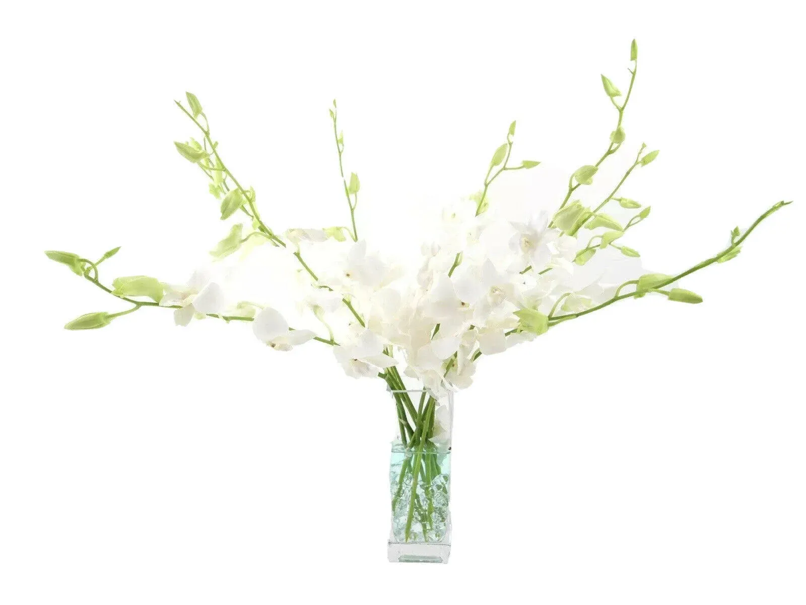 Athena's Garden Fresh White Cut Orchids Bunch, 10 Stems