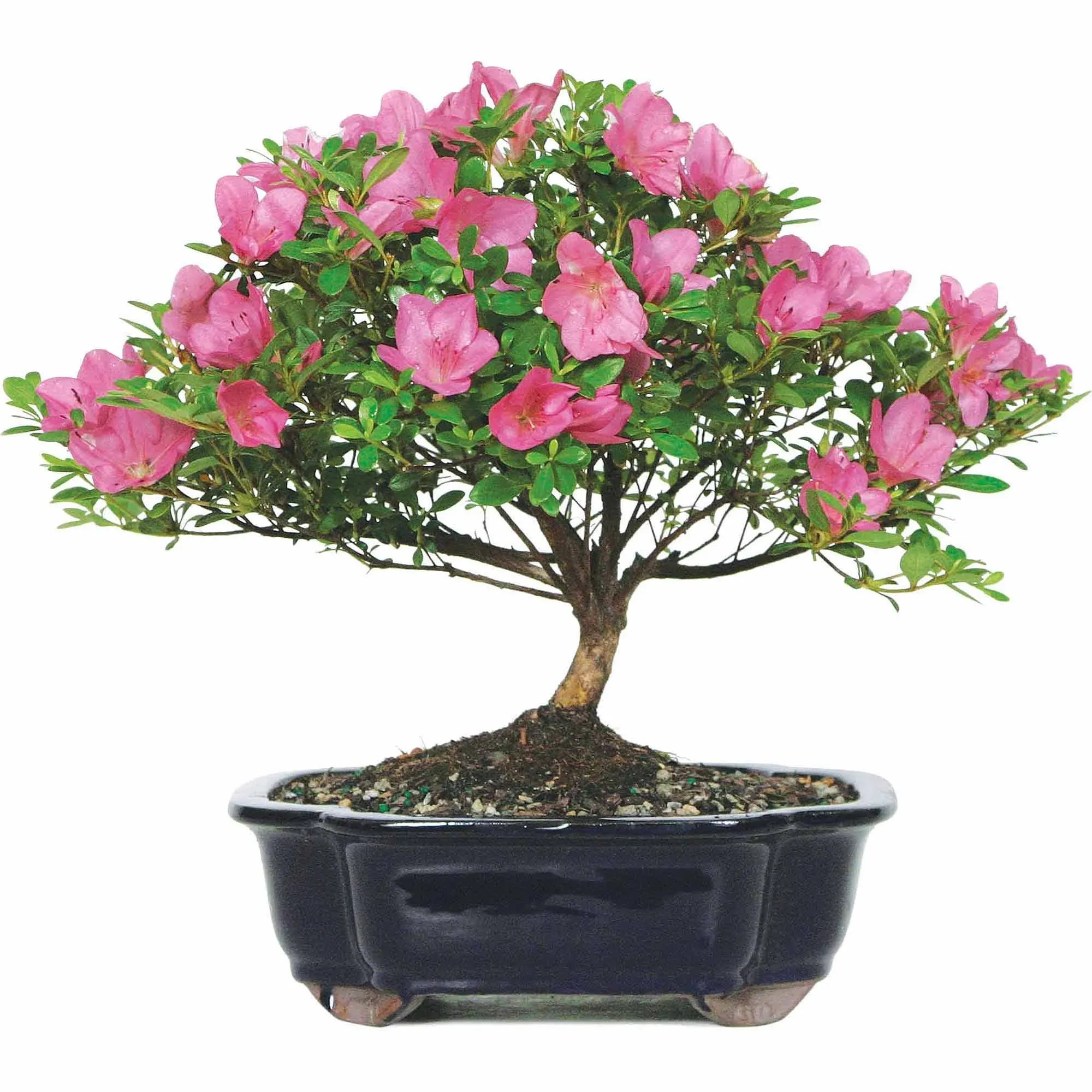 brussel's BONSAI Satsuki Azalea Bonsai Tree Outdoor Plant in Ceramic Bonsai Pot Container, 8-Years Old, 10 to 14 in. DT-6016AZ