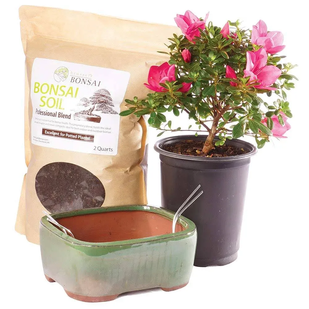 Brussel's Bonsai Live Azalea Outdoor Bonsai Tree PIY Bundle-4 Years Old 6" to 8 ...